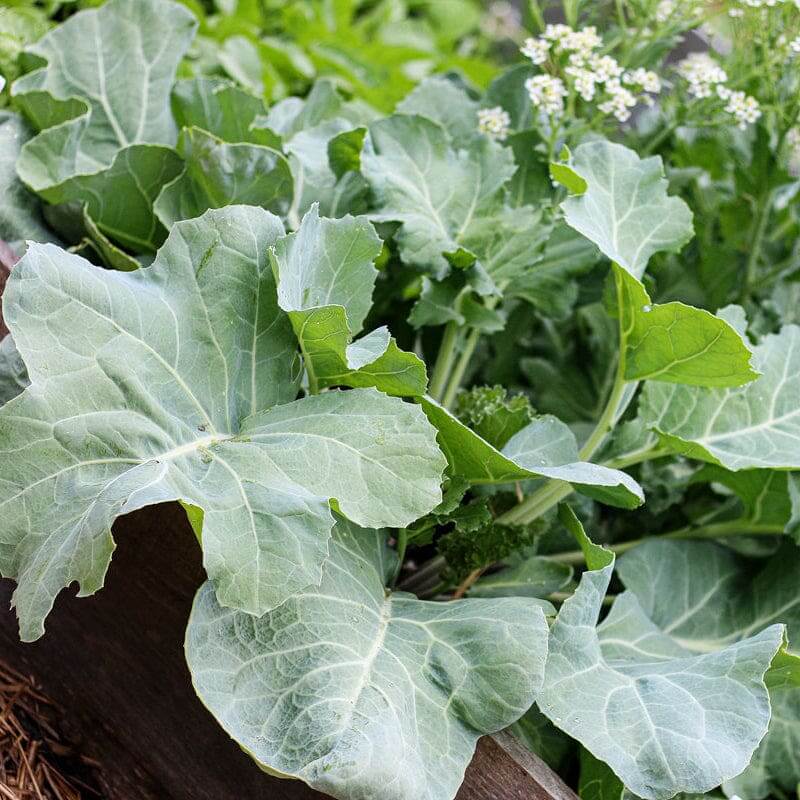 Sea Kale Seeds - Vegetable Plant