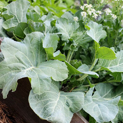 Sea Kale Seeds - Vegetable Plant