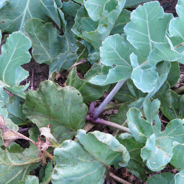 Sea Kale Seeds - Vegetable Plant