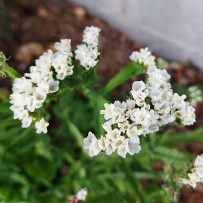 Sea Lavender Seeds - Flower Plant