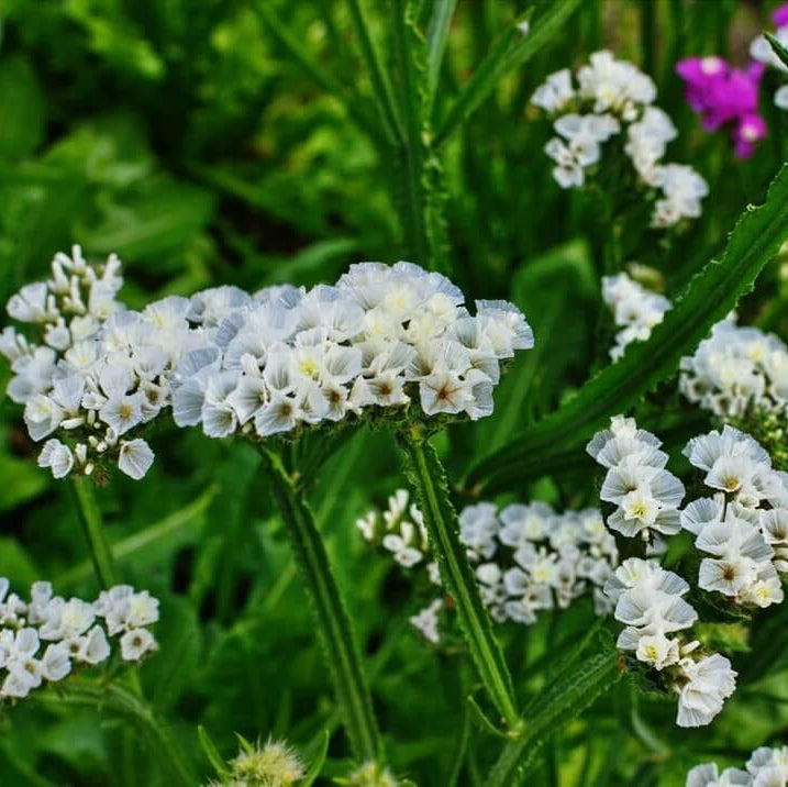 Sea Lavender Seeds - Flower Plant