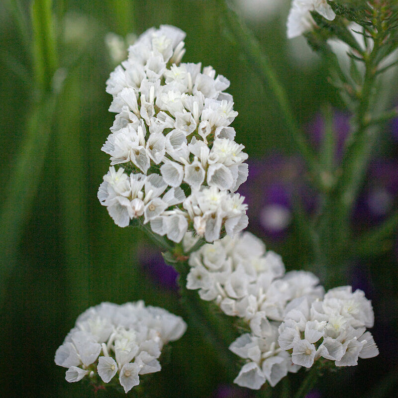 Sea Lavender Seeds - Flower Plant
