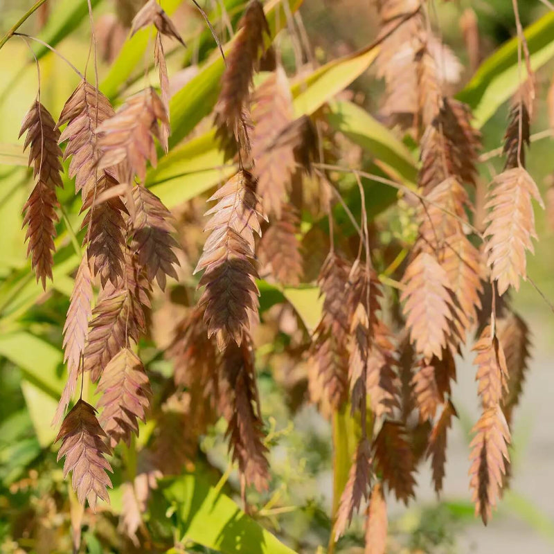 Sea Oats Seeds - Grass Plant for Home Gardens
