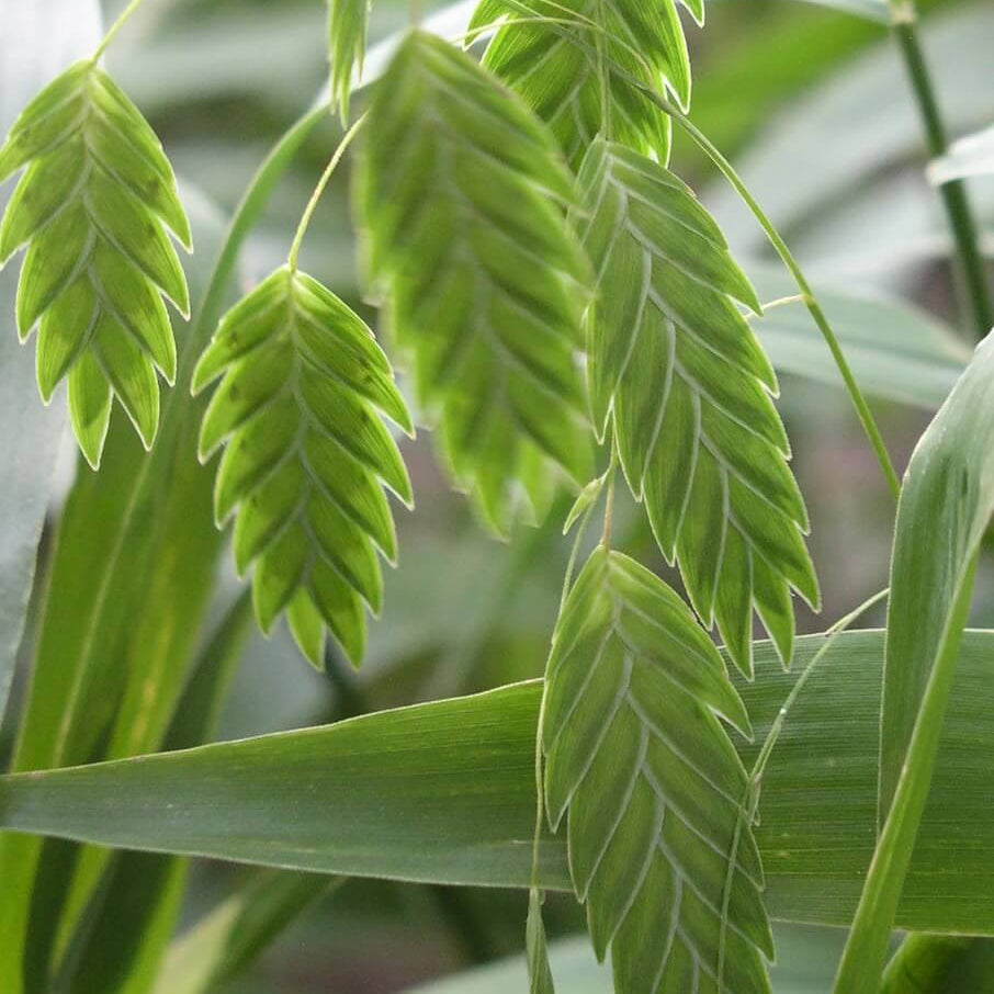 Sea Oats Seeds - Grass Plant for Home Gardens