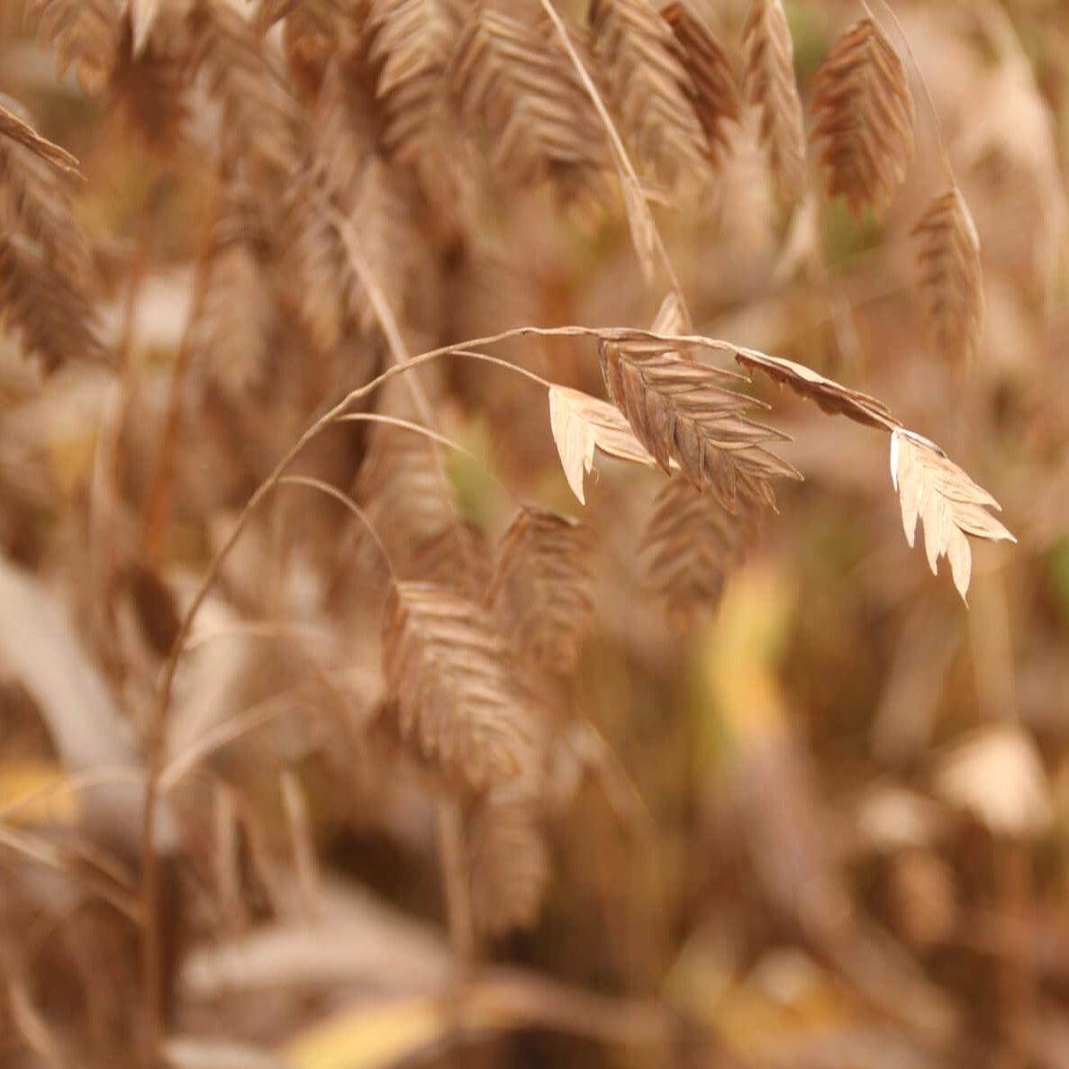 Sea Oats Seeds - Grass Plant for Home Gardens