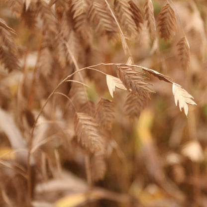 Sea Oats Seeds - Grass Plant for Home Gardens