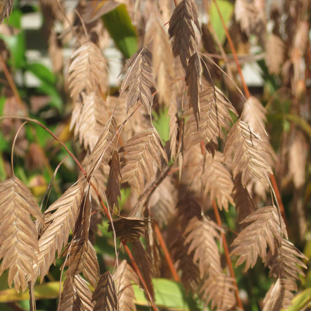 Sea Oats Seeds - Grass Plant for Home Gardens