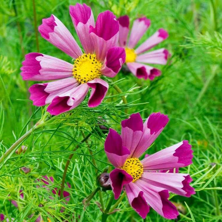 Sea Shells Cosmos Seeds - Heirloom Flower Plant for Home Gardens