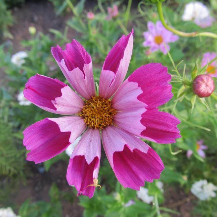 Sea Shells Cosmos Seeds - Heirloom Flower Plant for Home Gardens