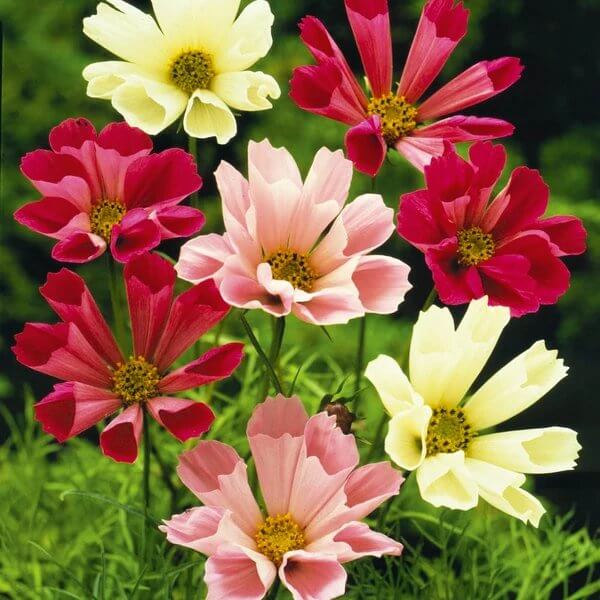 Sea Shells Cosmos Seeds - Heirloom Flower Plant for Home Gardens