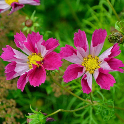 Sea Shells Cosmos Seeds - Heirloom Flower Plant for Home Gardens