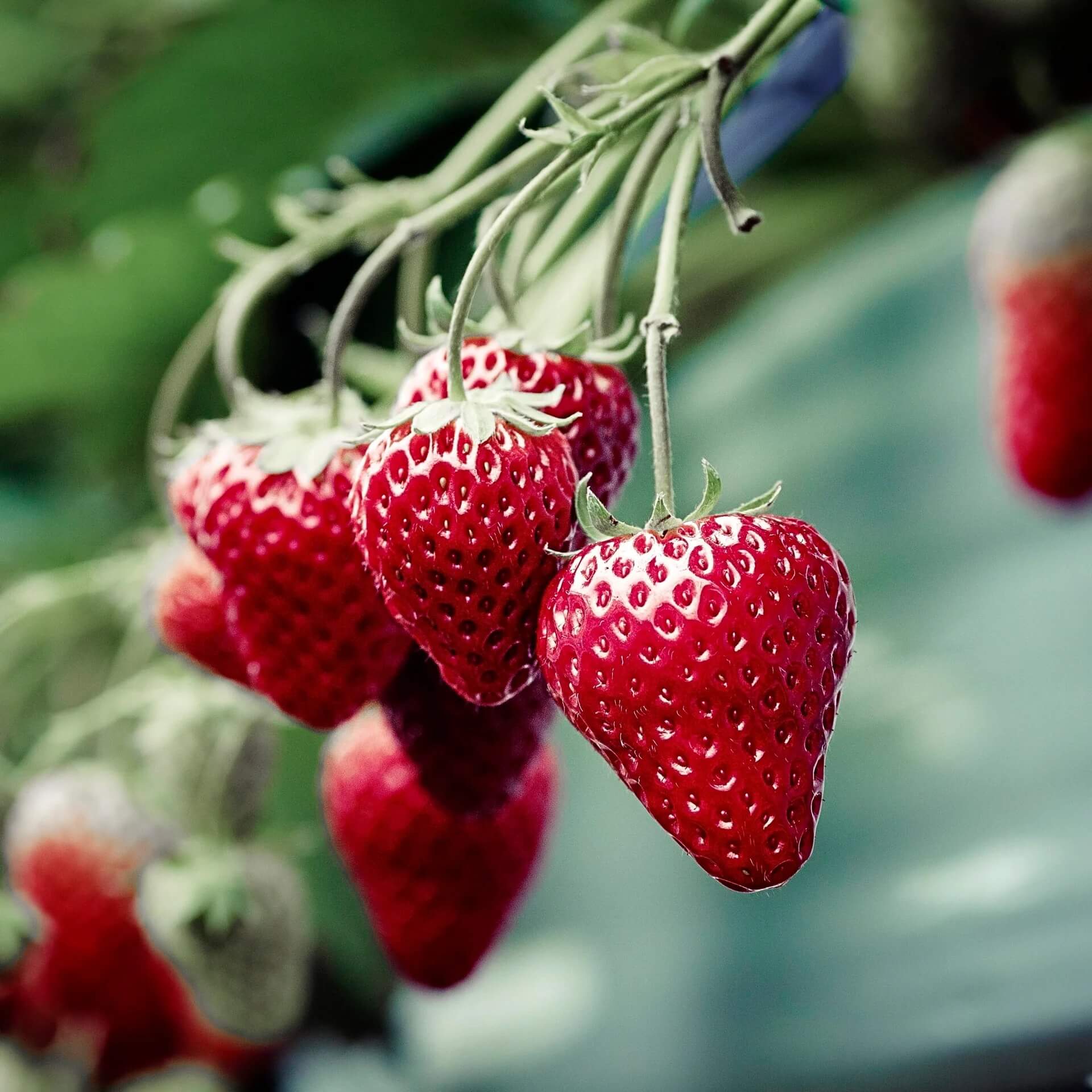 Seascape strawberry seeds - Fruit Plant