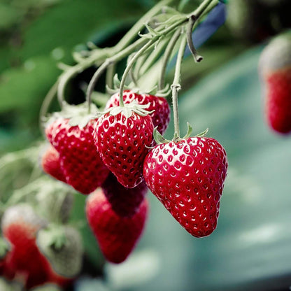 Seascape strawberry seeds - Fruit Plant