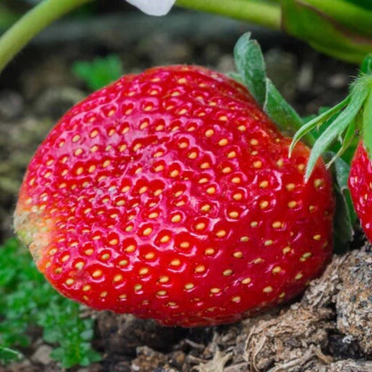 Seascape strawberry seeds - Fruit Plant