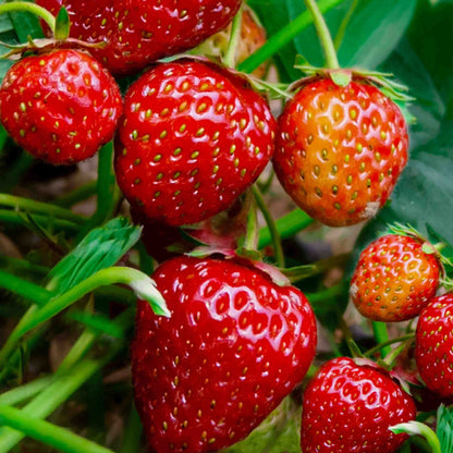 Seascape strawberry seeds - Fruit Plant