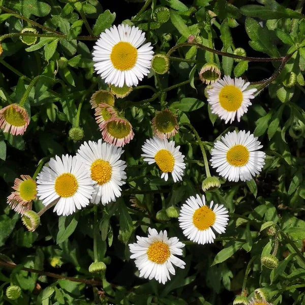 Seaside Daisy Seeds - Flower Plant