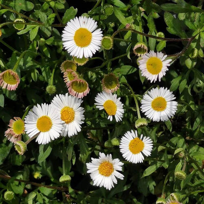 Seaside Daisy Seeds - Flower Plant