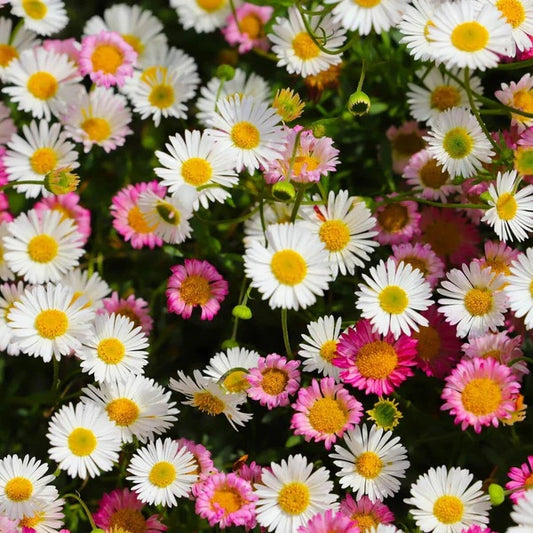 Seaside Daisy Seeds - Flower Plant