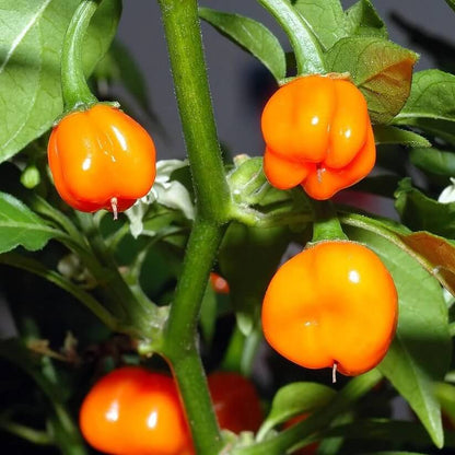 Seasoning Pepper seeds
