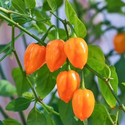 Seasoning Pepper seeds