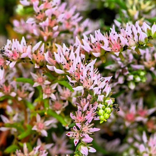 Seastar Sedum Seeds - Heirloom Flower Plant for Home Gardens