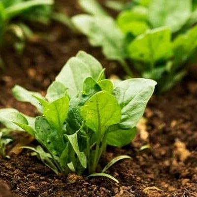 Seaweed Seeds - Vegetable Plant for Home Gardens