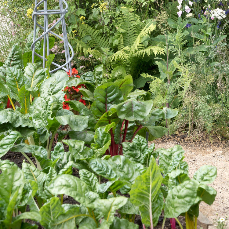 Seaweed Seeds - Vegetable Plant for Home Gardens