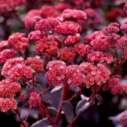 Sedum Seeds - Flower Plant for Home Gardens