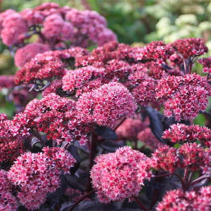 Sedum Seeds