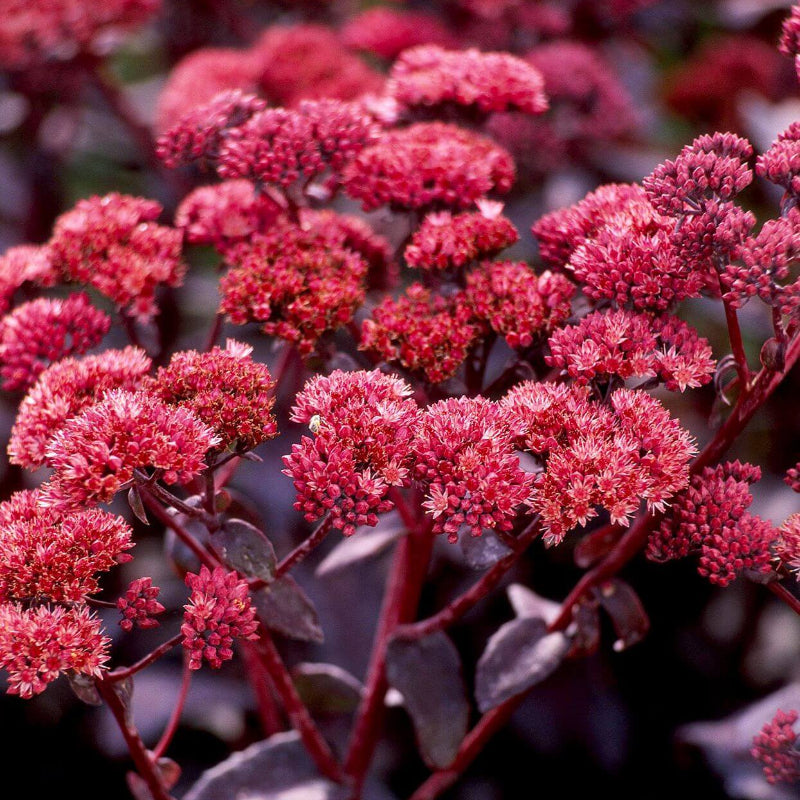 Sedum Seeds