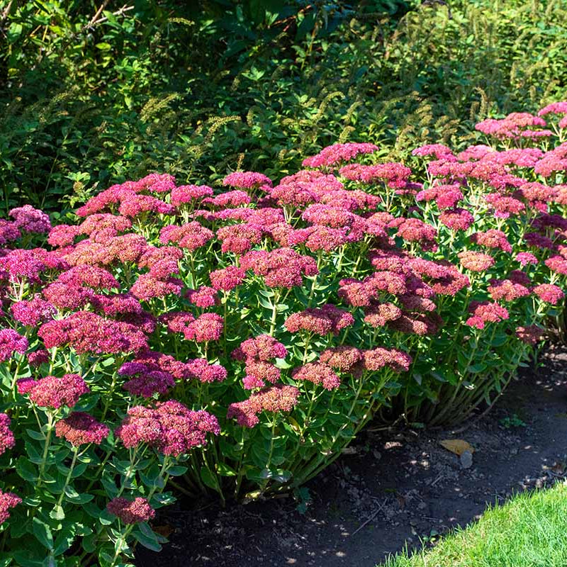 Sedum Seeds