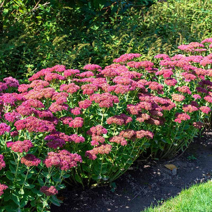 Sedum Seeds