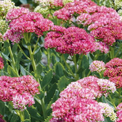 Sedum Seeds - Flower Plant for Home Gardens