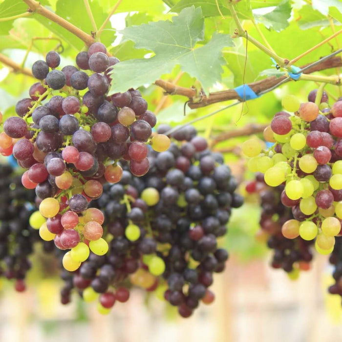 Seedless Grape Seeds - Fruit Plant