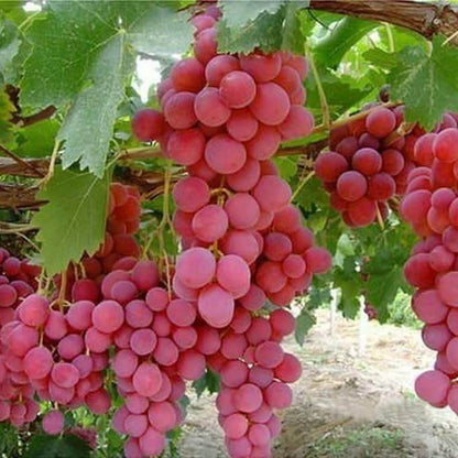 Seedless Grape Seeds - Fruit Plant