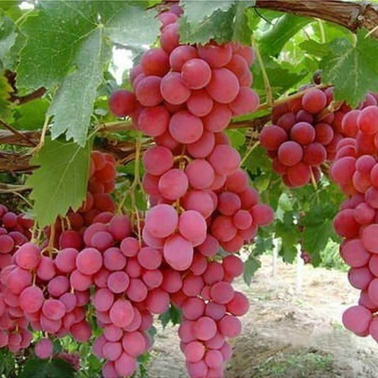 Seedless Grape Seeds - Fruit Plant