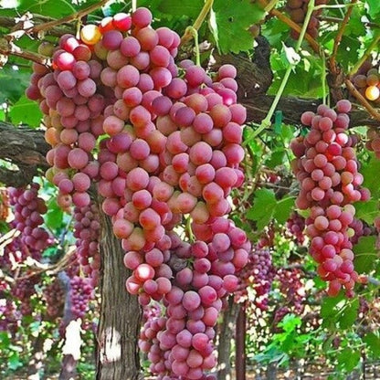 Seedless Grape Seeds - Fruit Plant