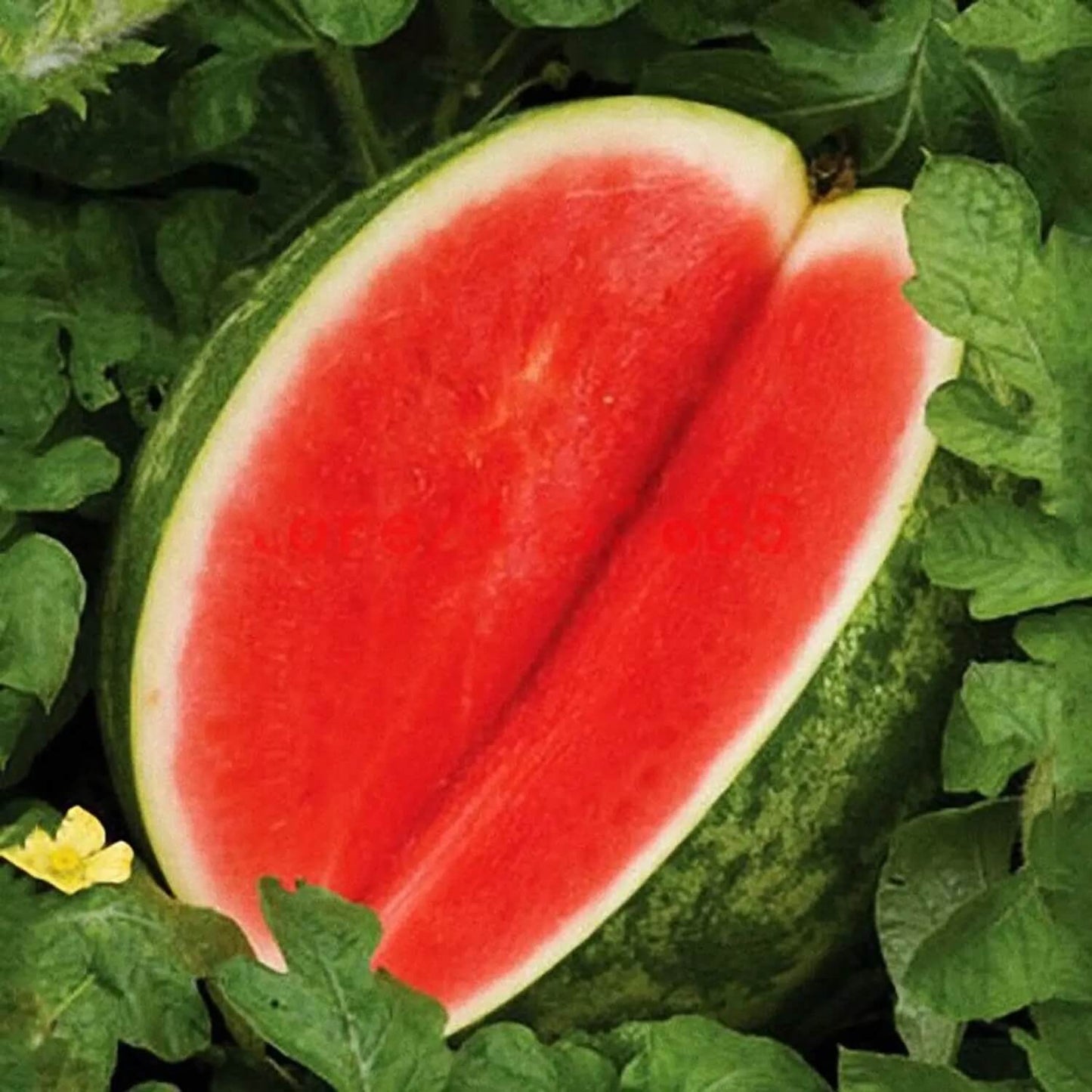 Seedless Watermelon Seeds