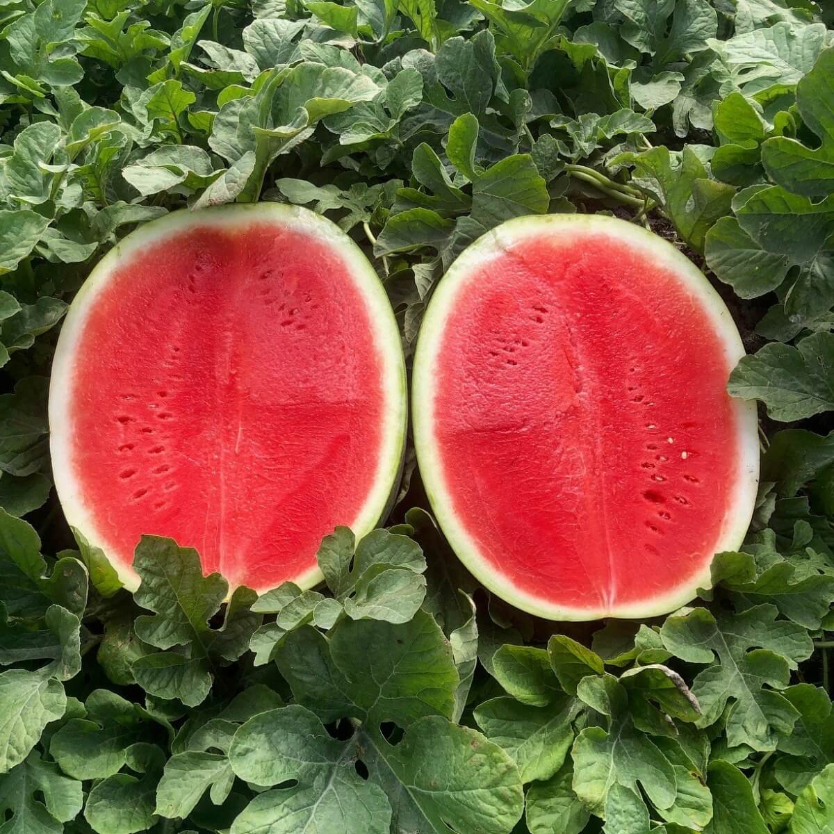 Seedless Watermelon Seeds