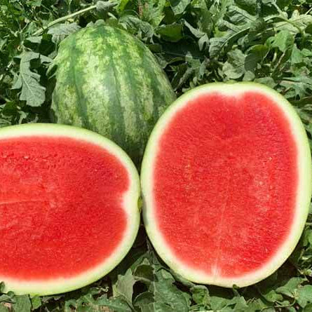 Seedless Watermelon Seeds