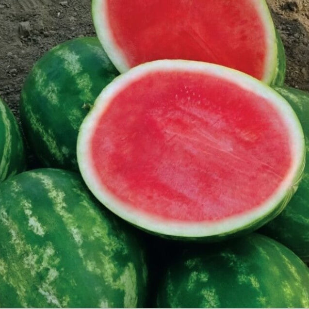 Seedless Watermelon Seeds - Fruit Plant