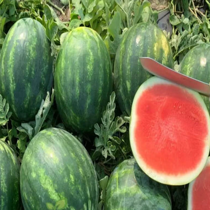 Seedless Watermelon Seeds - Fruit Plant