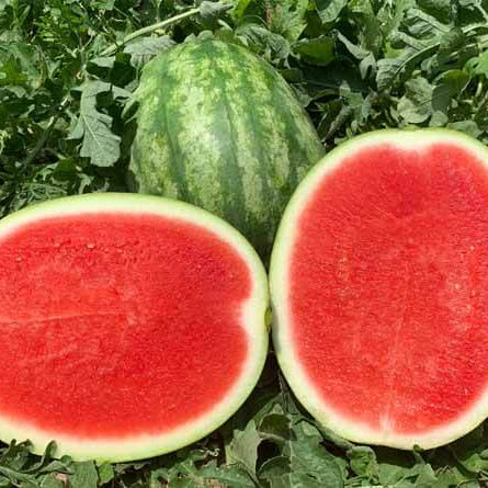 Seedless Watermelon Seeds 