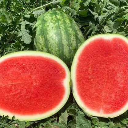 Seedless Watermelon Seeds 