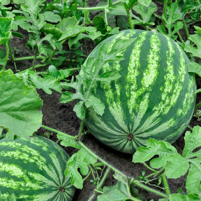 Seedless Watermelon Seeds