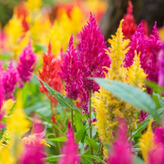 Semilla de Celosia seeds