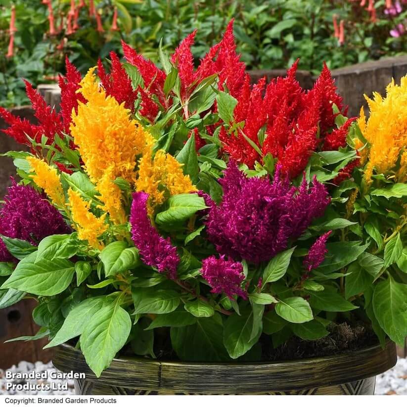 Semilla de Celosia seeds