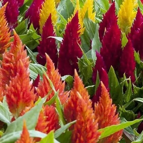 Semilla de Celosia seeds