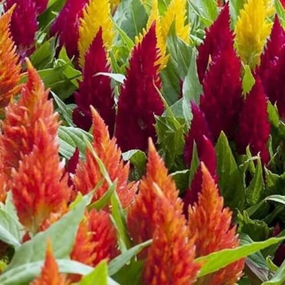 Semilla de Celosia seeds