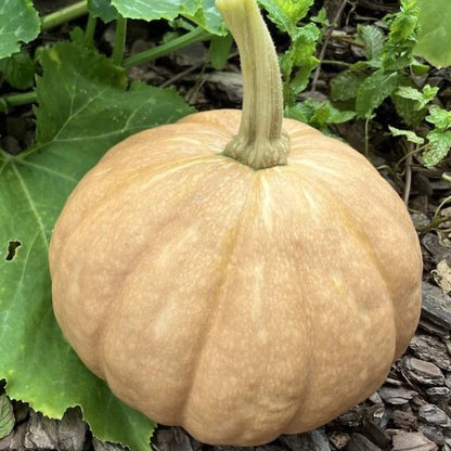 Seminole Pumpkin Seeds